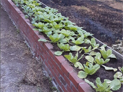 野菜の栽培