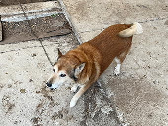 犬