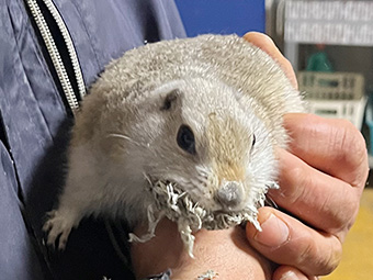 ジリス
