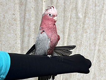 モモイロインコ