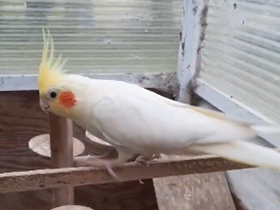 オカメインコ