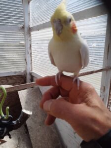 オカメインコ