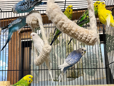 セキセイインコ