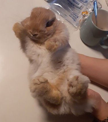 ウサギ
