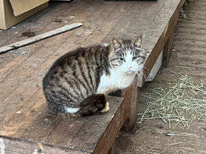 猫